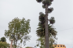 Riobamba - komische Bäume in einen der vielen Parks