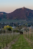 Bonn - Rodderberg