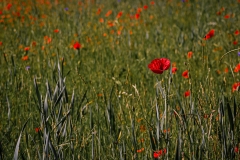 20200524-11-03-IM__5033