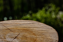 Kottenforst bei Bonn Kottenforst bei Bonn