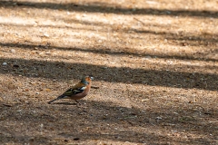 Kottenforst bei Bonn Kottenforst bei Bonn
