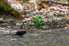Kottenforst bei Bonn Kottenforst bei Bonn