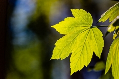 Kottenforst bei Bonn Kottenforst bei Bonn