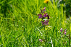 Kottenforst bei Bonn Kottenforst bei Bonn