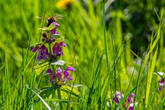 Kottenforst bei Bonn Kottenforst bei Bonn