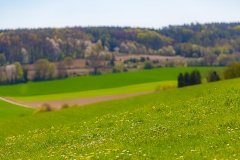 Kottenforst bei Bonn Kottenforst bei Bonn