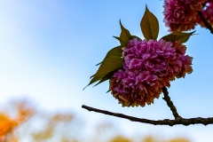 Bonn - Rheinauenpark