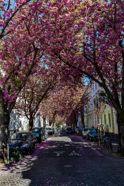 Bonn - Innenstadt zur Quarantänezeit