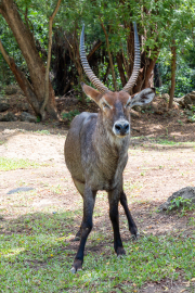 Kenya - Mombasa - Haller Park