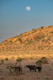 Kenya - Tsavo East National Park