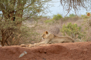 Kenya - Tsavo East National Park