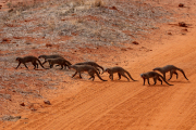 Kenya - Tsavo East National Park