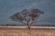 Kenya - Tsavo East National Park
