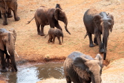 Kenya - Tsavo East National Park