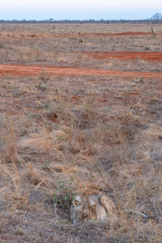Kenya - Tsavo East National Park
