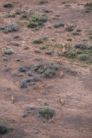 Kenya - Amboseli National Park