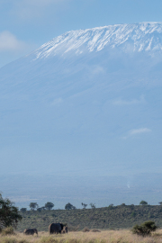 Kenya - Amboseli National Park