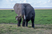 Kenya - Amboseli National Park