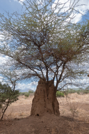 Kenya - Tsavo West