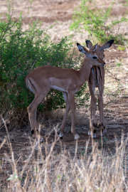 Kenya - Tsavo West