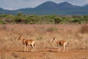 Kenya - Tsavo West