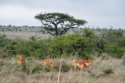 Kenya - Nairobi - Nairobi National Park