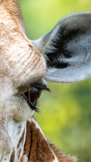 Kenya - Mombasa - Haller Park