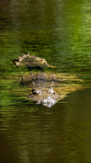 Kenya - Mombasa - Haller Park