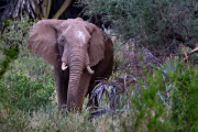 Kenya - Tsavo West
