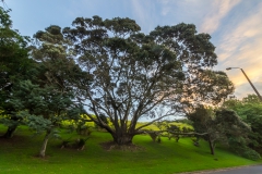 Auckland - Winstone Park