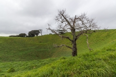 Auckland - Mount Eden