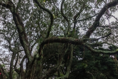 Auckland - Eden Park