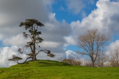 Auckland - Cornwall Park und One Tree Hill