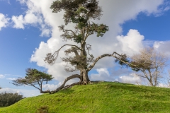 Auckland - Cornwall Park und One Tree Hill - der schönste Baum :-)