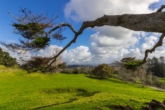 Auckland - Cornwall Park und One Tree Hill