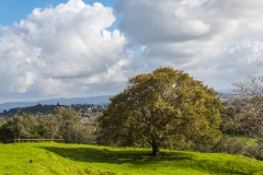 Auckland - Cornwall Park und One Tree Hill