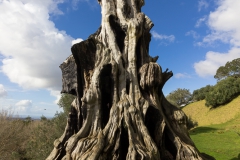 Auckland - Cornwall Park und One Tree Hill