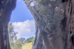 Auckland - Cornwall Park und One Tree Hill