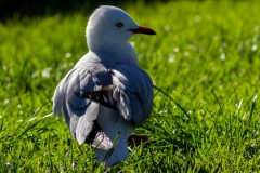 Neuseeland - Nordinsel - Ostküste - vor Goat Island