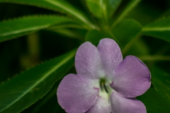 Neuseeland - Nordinsel - Ostküste - vor Goat Island