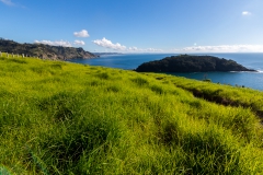 Neuseeland - Nordinsel - Ostküste - vor Goat Island