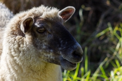 Neuseeland - Nordinsel - Ostküste - vor Goat Island