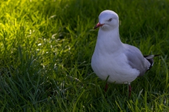 Neuseeland - Nordinsel - Ostküste - vor Goat Island