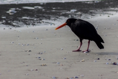 Neuseeland - Nordinsel - Ostküste - Marsden Point