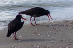 Neuseeland - Nordinsel - Ostküste - Marsden Point
