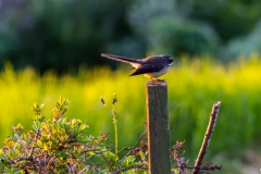 Neuseeland - Nordinsel - Ostküste - Treasure Island, Pataua