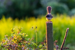 Neuseeland - Nordinsel - Ostküste - Treasure Island, Pataua
