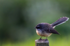 Neuseeland - Nordinsel - Ostküste - Treasure Island, Pataua