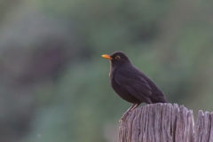 Neuseeland - Nordinsel - Ostküste - Treasure Island, Pataua