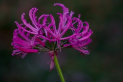 Neuseeland - Nordinsel - Ostküste - Treasure Island, Pataua